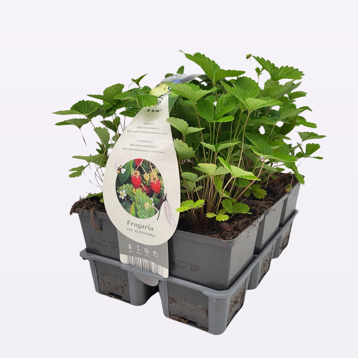 Fragaria ana. Vesca 15cm 9cm Pot