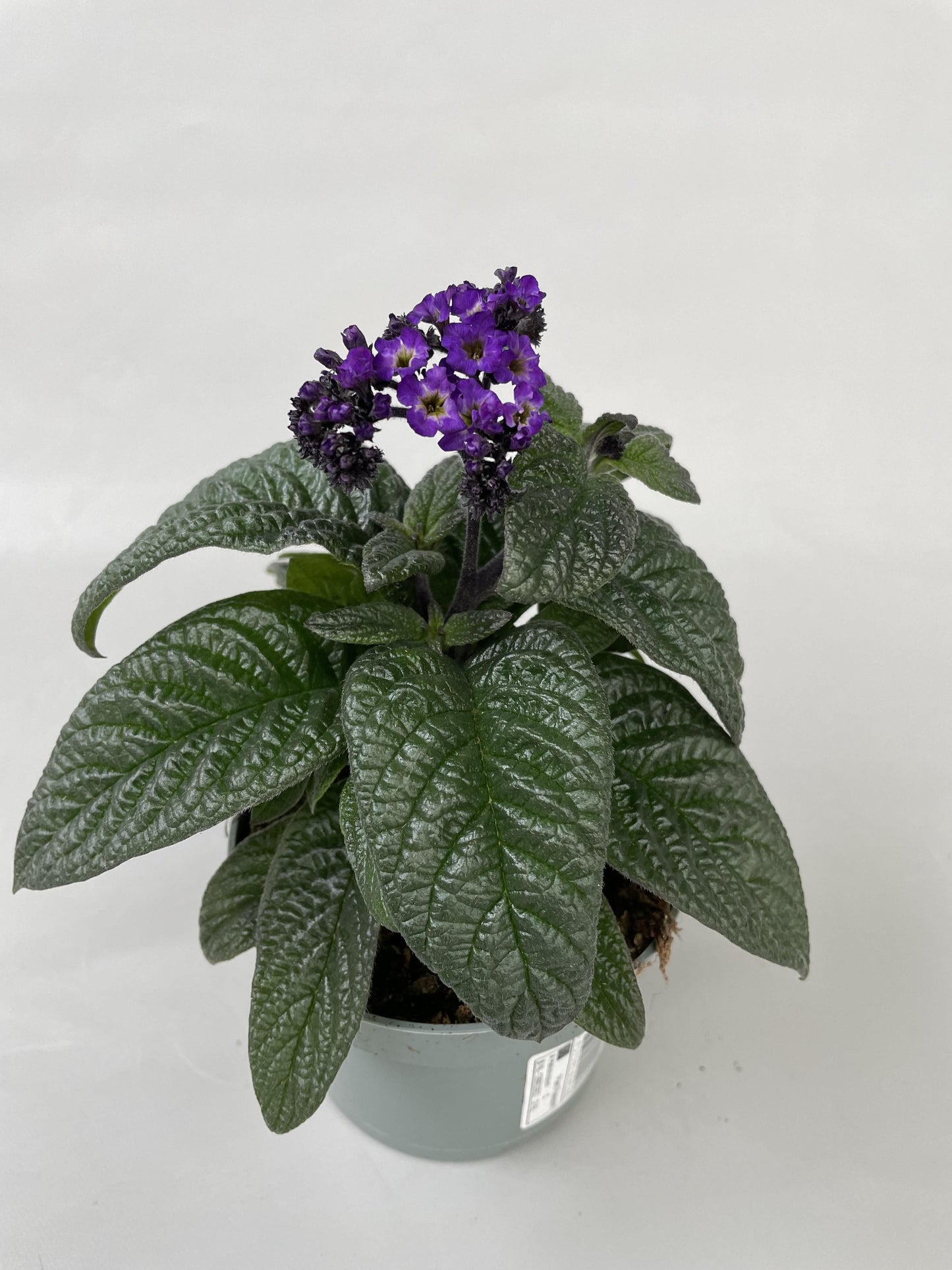 Heliotropium 22cm 510cm Pot