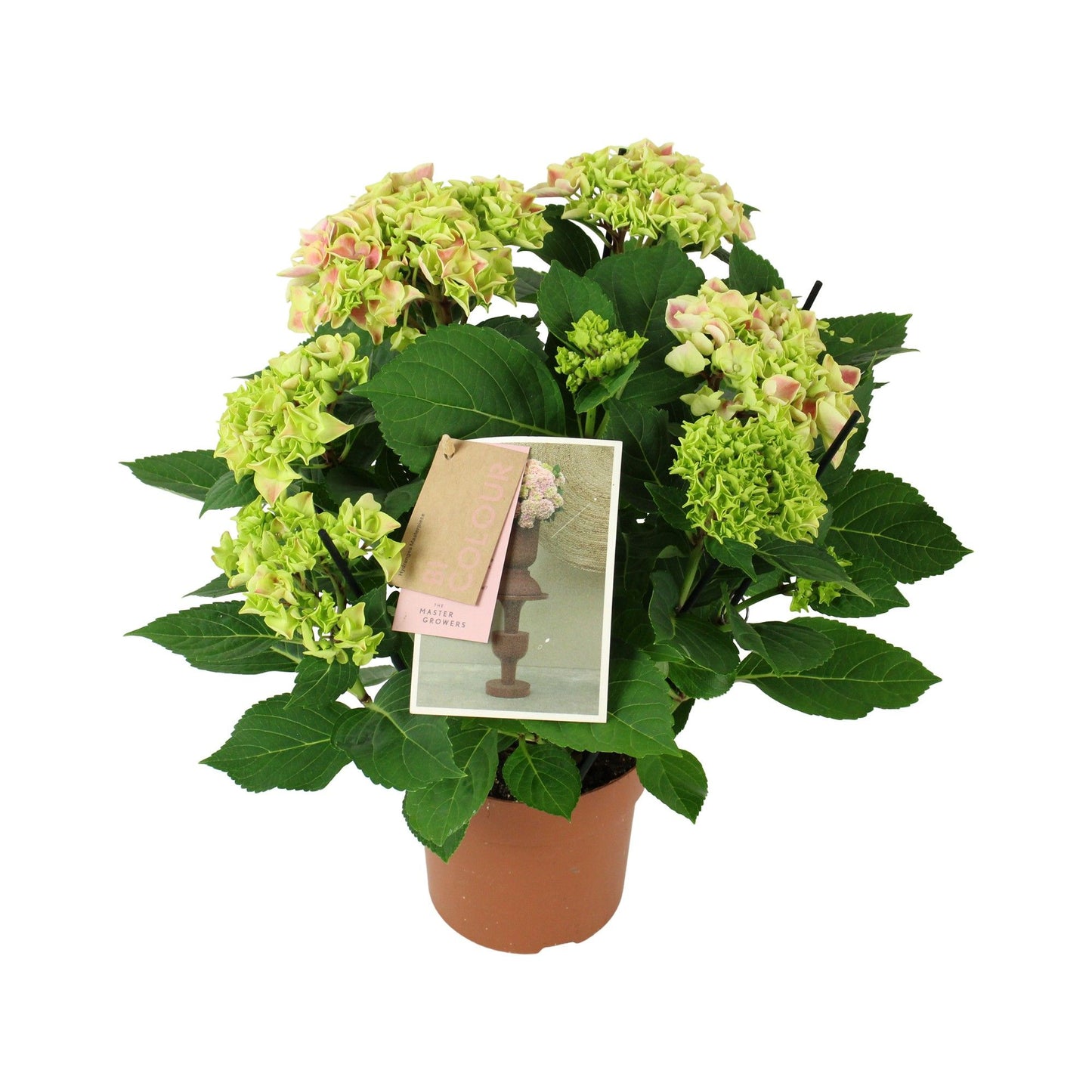 Hydrangea macr. bicolour pink 40cm 14cm Pot