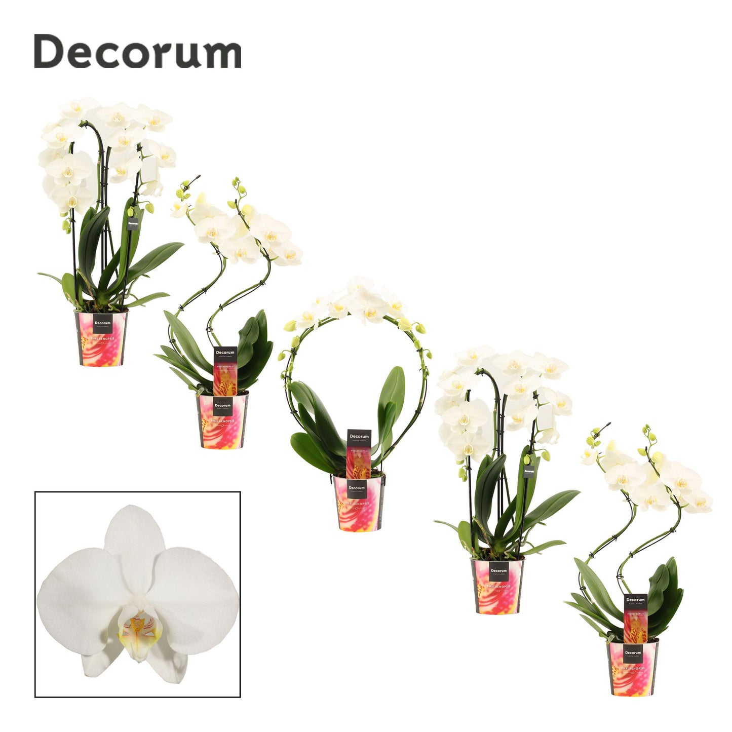 Phalaenopsis white shapes 45cm 12cm Pot