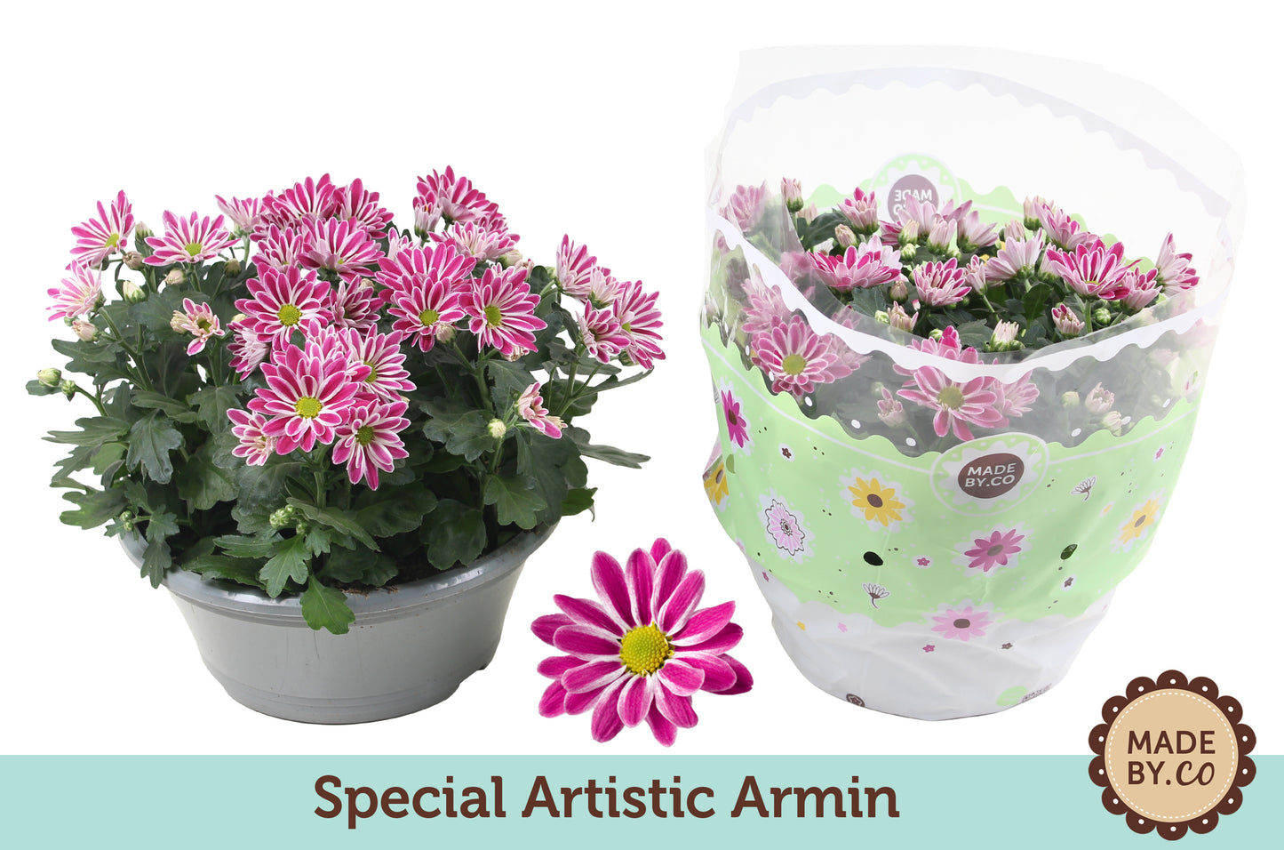 Chrysanthemum Artistic Armin 27cm 23cm Pot