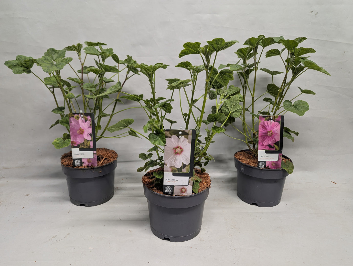 Lavatera Burgundy Wine 17cm 17cm Pot