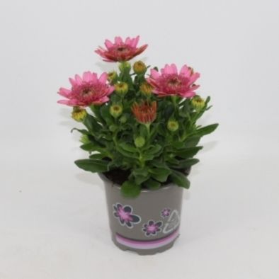 Osteospermum Margarita Double Pink 22cm 11cm Pot