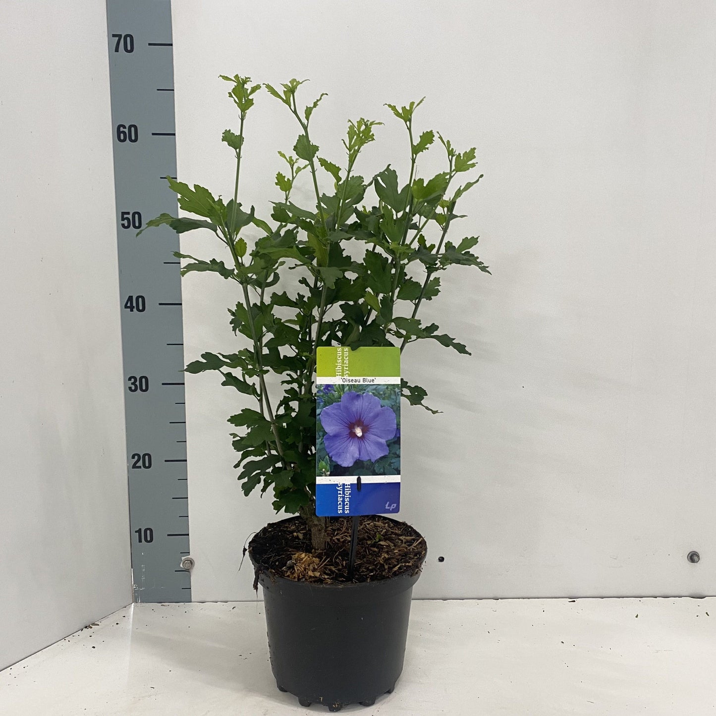 Hibiscus syriacus Oiseau Bleu 50cm 19cm Pot