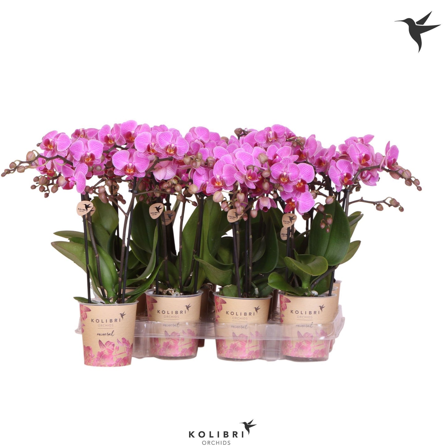 Phalaenopsis Purple 40cm 9cm Pot