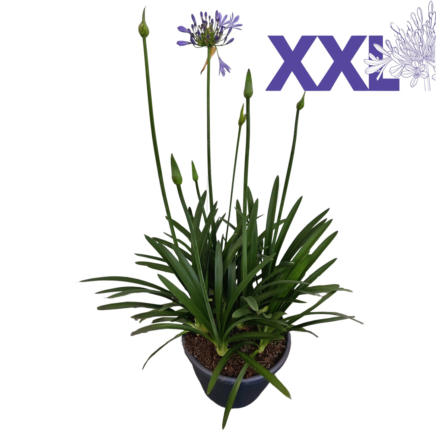 Agapanthus Eydori Blue 90cm 23cm Pot