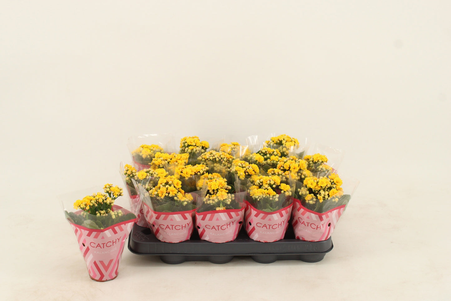 Kalanchoe Nolin Yellow 15cm 8cm Pot