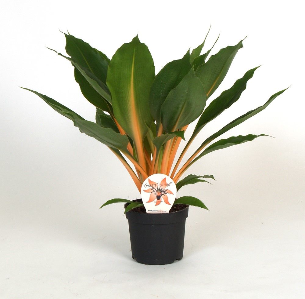 Chlorophytum Green Orange 40cm 12cm Pot