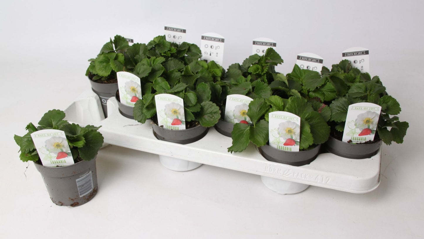 Fragaria ana. Snow Summer Breeze 15cm 510cm Pot