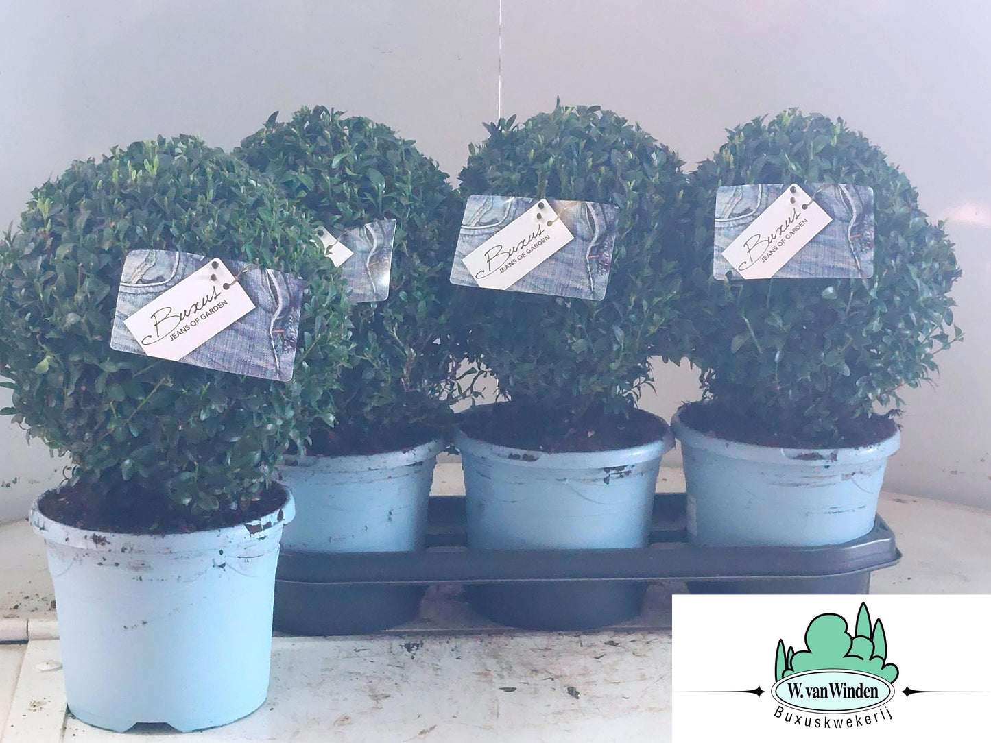 Buxus sempervirens ball 45cm 19cm Pot