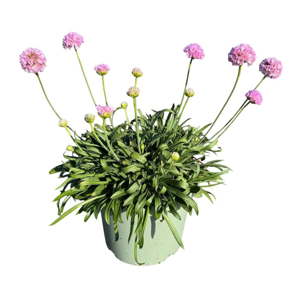 Armeria Dreameria Daydream 45cm 19cm Pot