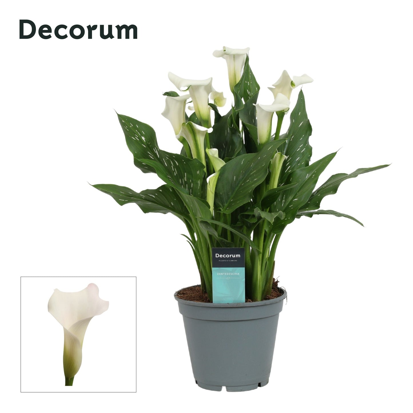 Zantedeschia Fresco 45cm 17cm Pot