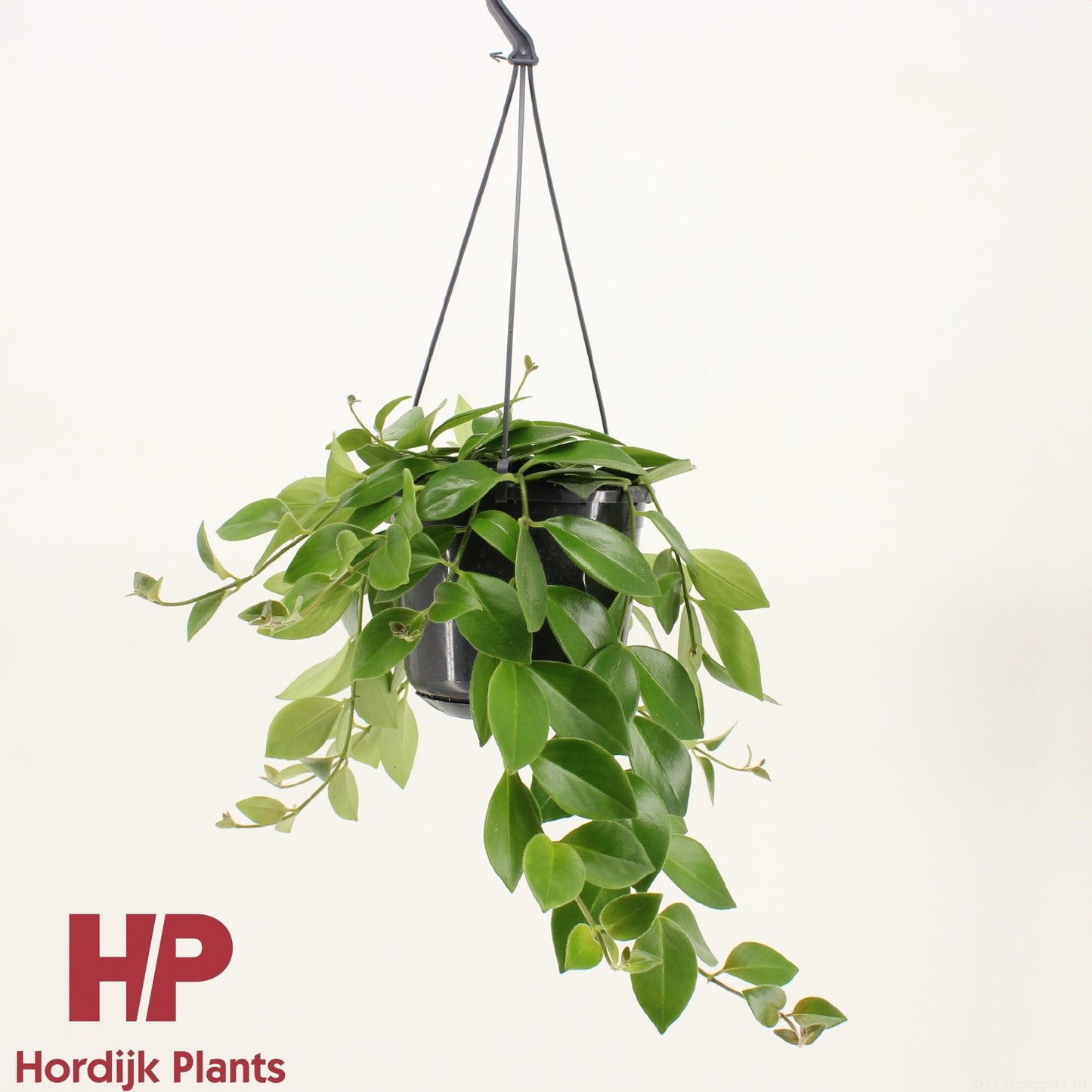 Aeschynanthus Mona Lisa 30cm 6cm Pot