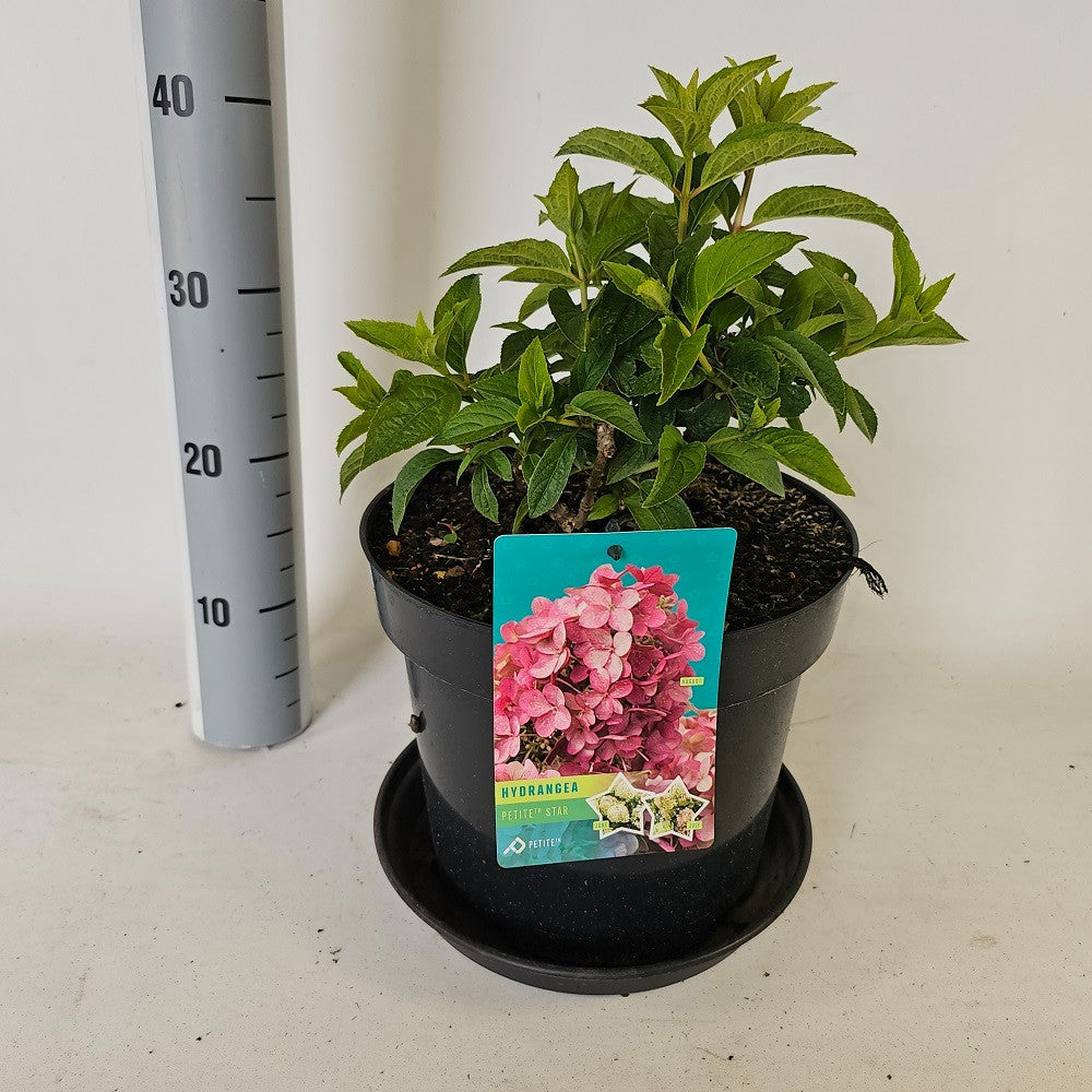 Hydrangea paniculata 65cm 29cm Pot