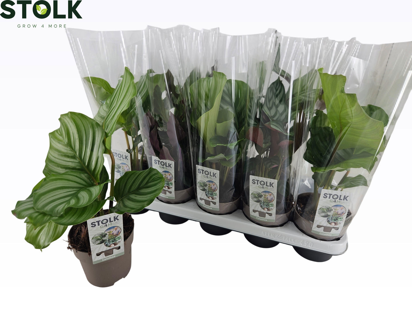 Stolk G4M Plants Calathea mix Pack of 10