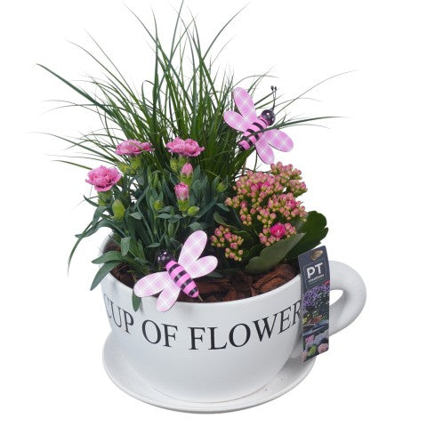 PTPP7061 Arrangementen Perkplanten 36cm 24cm Pot