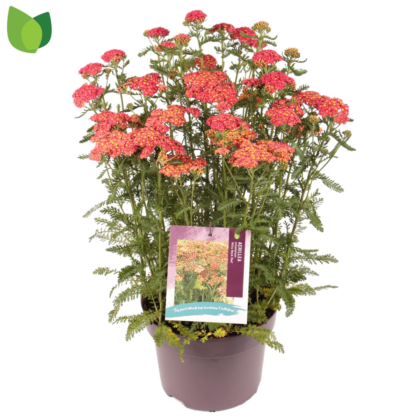 Achillea millefolium 28cm 23cm Pot