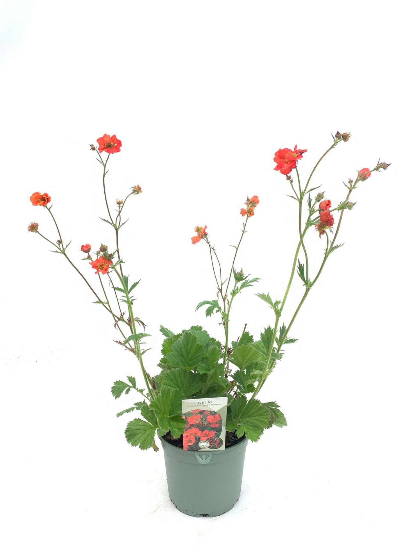 Geum Scarlet Tempest 50cm 17cm Pot