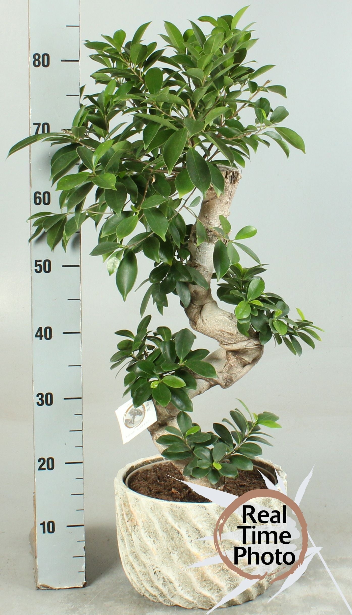 Ficus Ginseng 80cm 27cm Pot