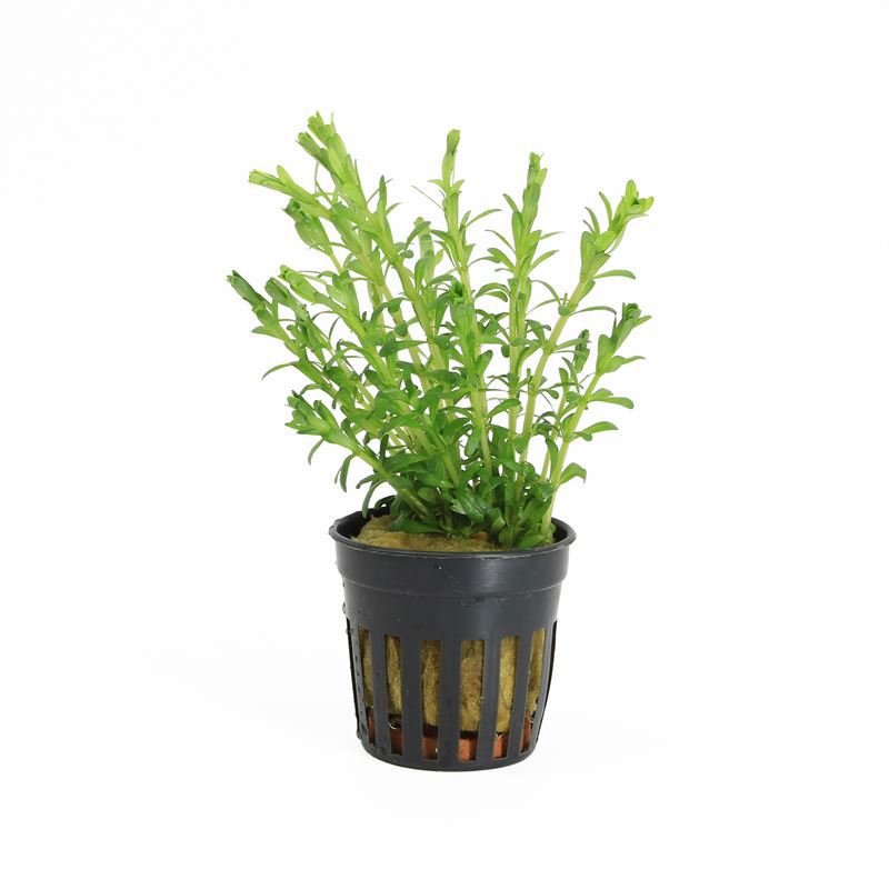 Rotala Bossii 10cm 5cm Pot