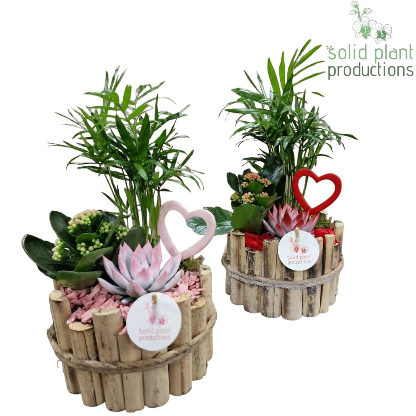 arr. Kamerplanten HVC001RP 35cm 17cm Pot