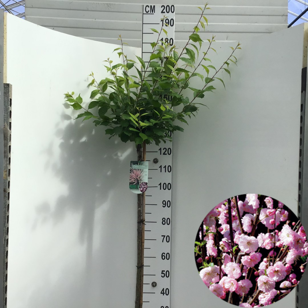 Prunus triloba 90cm 27cm Pot