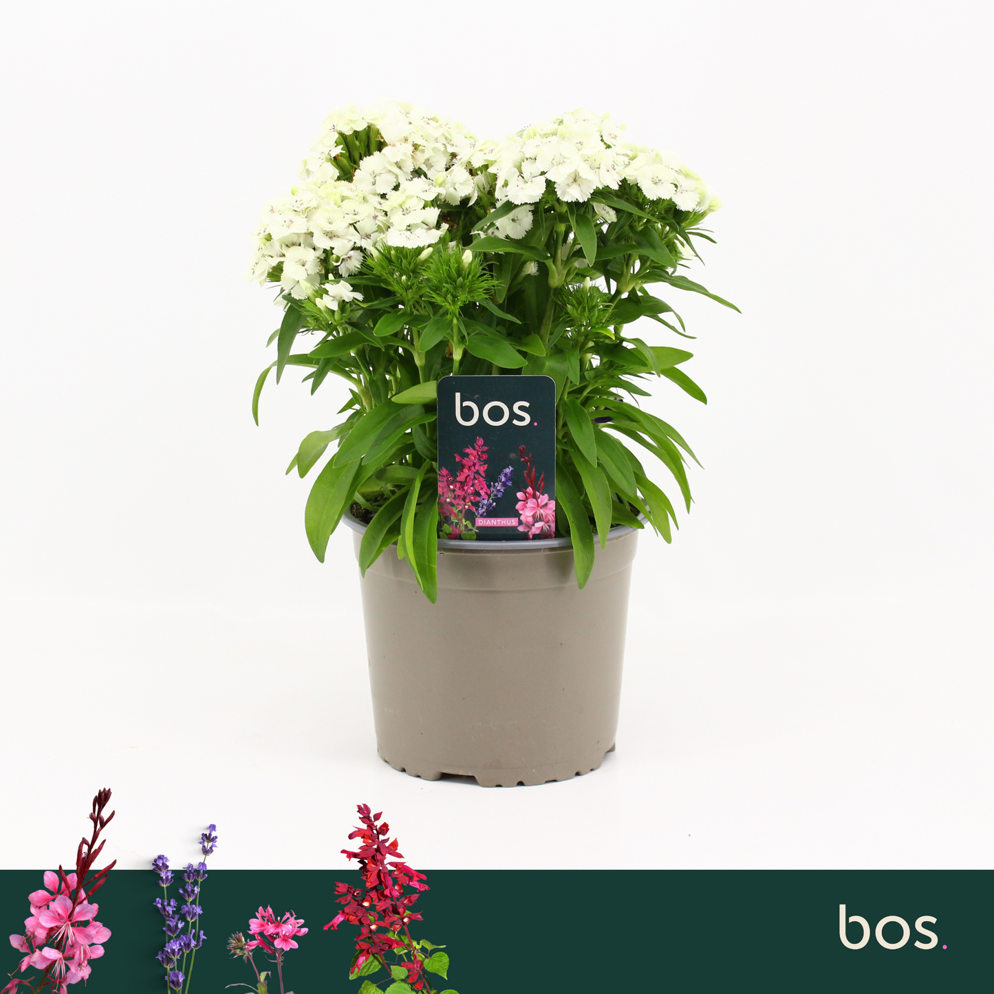Dianthus bar. Dart White 30cm 17cm Pot