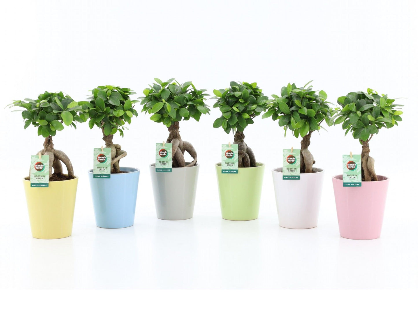 Ficus Ginseng in ceramic pot 35cm 13cm Pot