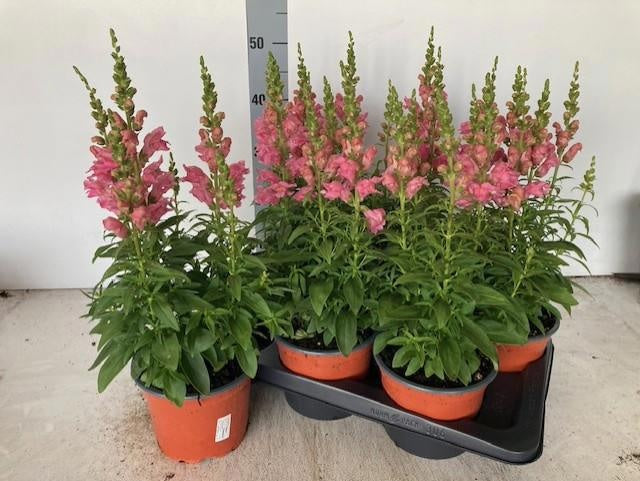 Antirrhinum Luminaire Hot Pink 50cm 17cm Pot