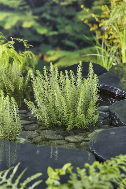 Hippuris vulgaris (11 x11) 20cm 11cm Pot