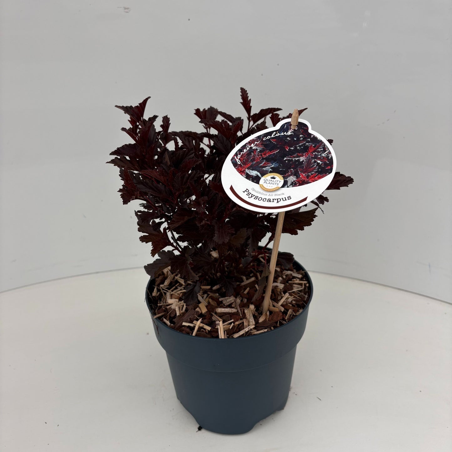Physocarpus All Black 25cm 17cm Pot