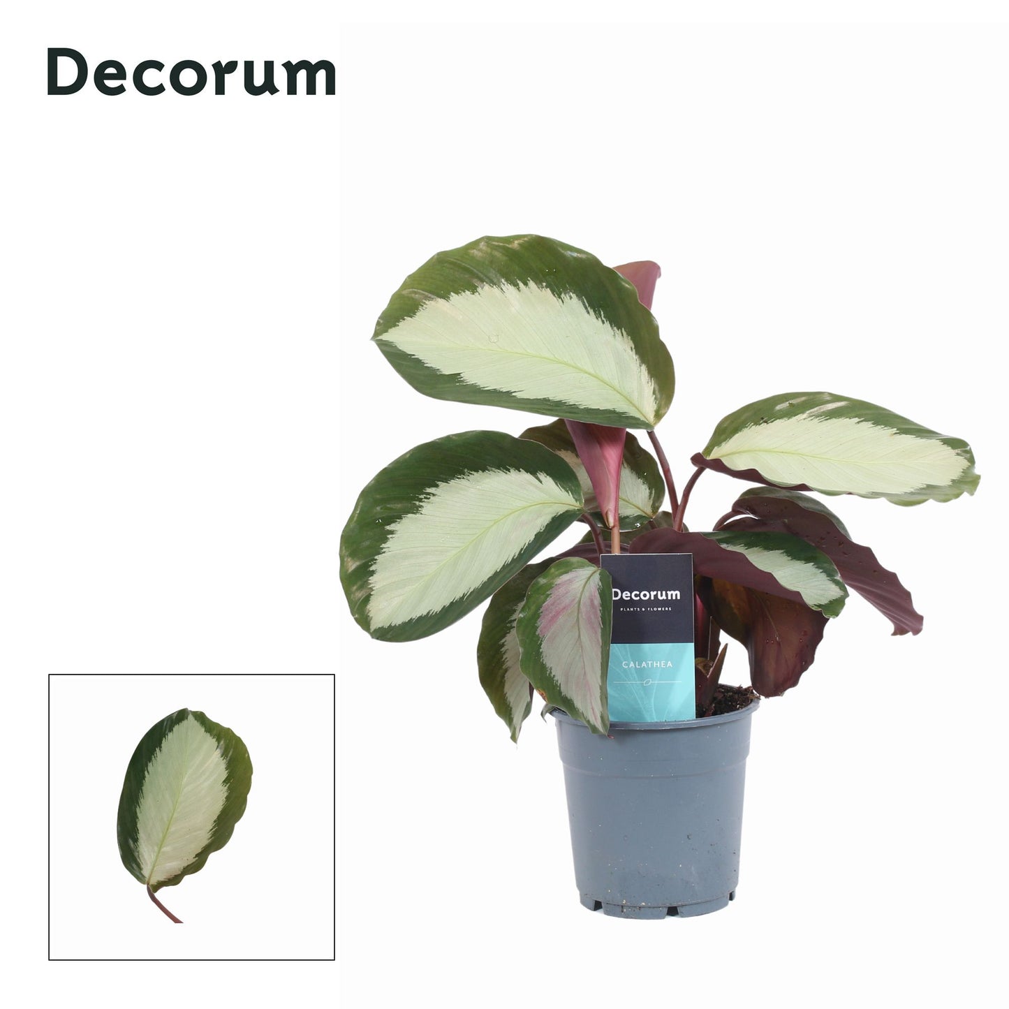 Calathea Royal 30cm 12cm Pot