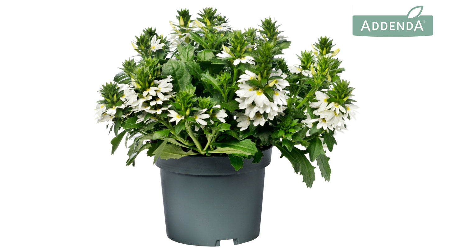 Scaevola White Touch 20cm 12cm Pot