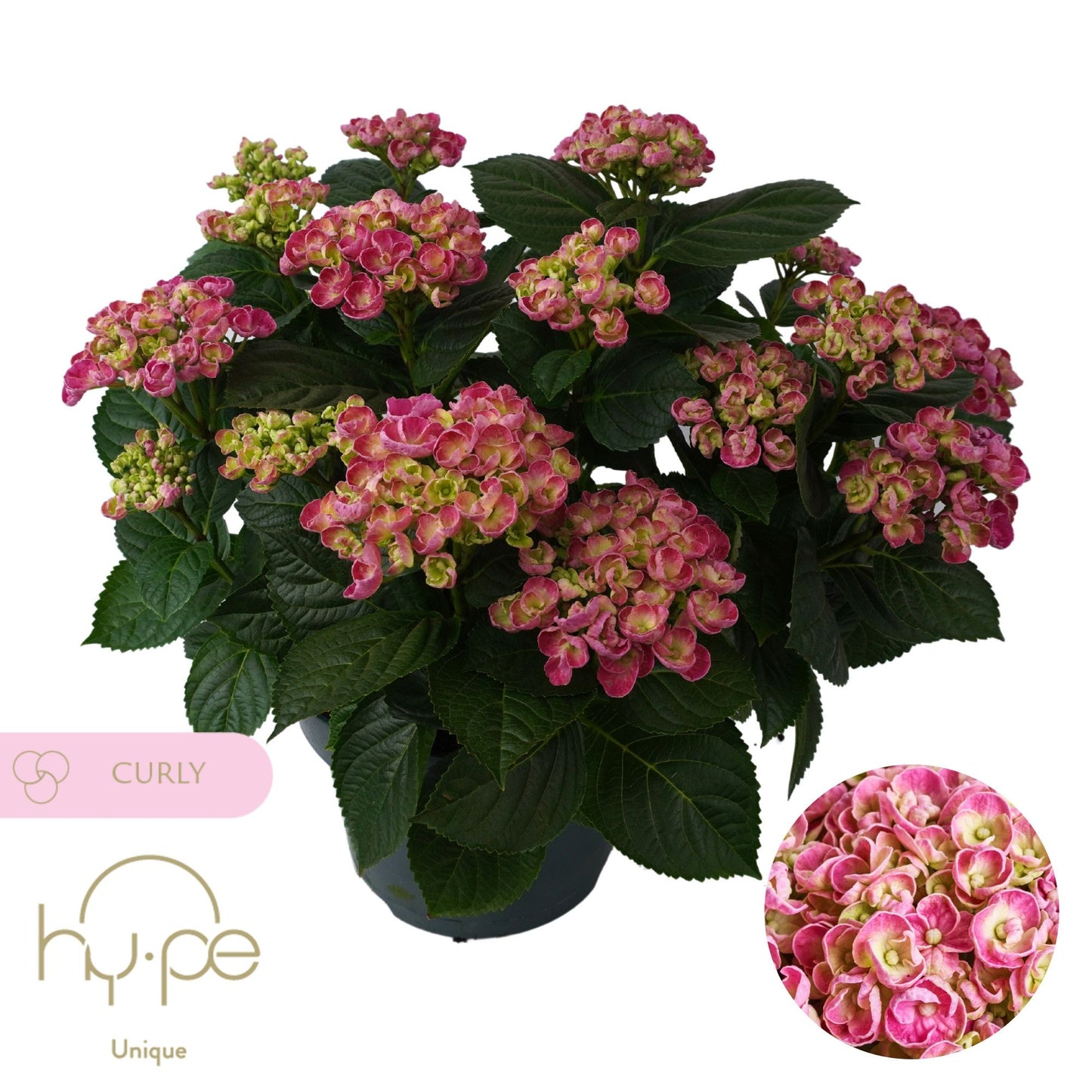 Hydrangea macr. Curly Wurly pink 45cm 23cm Pot