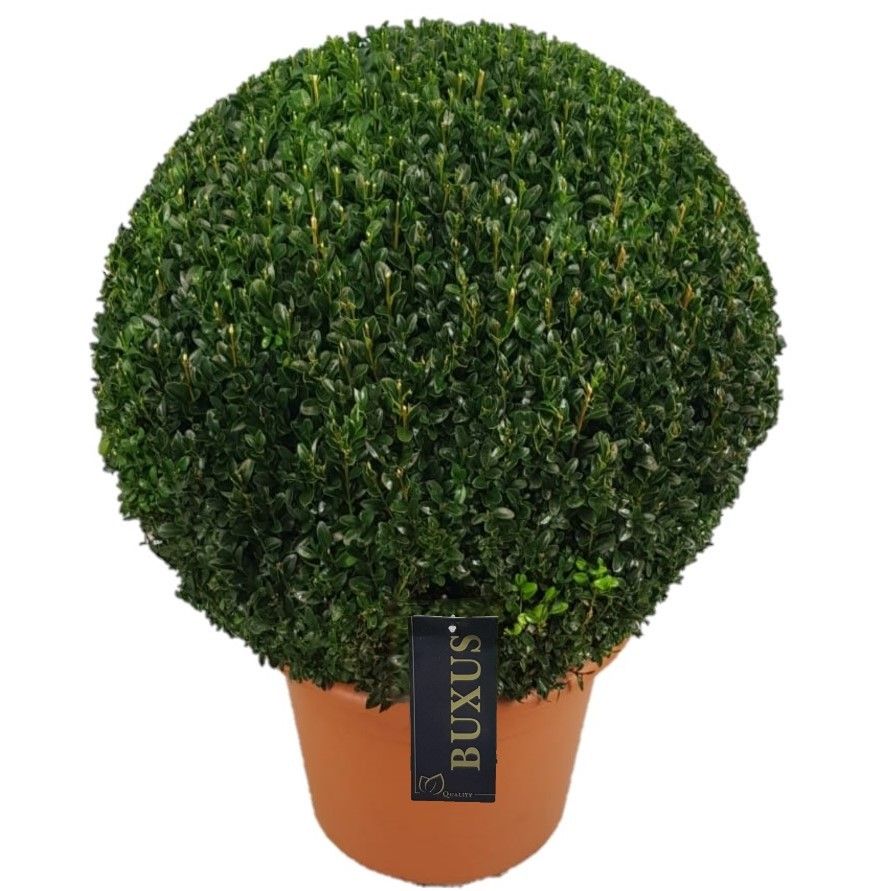 Buxus sempervirens ball 45cm 33cm Pot