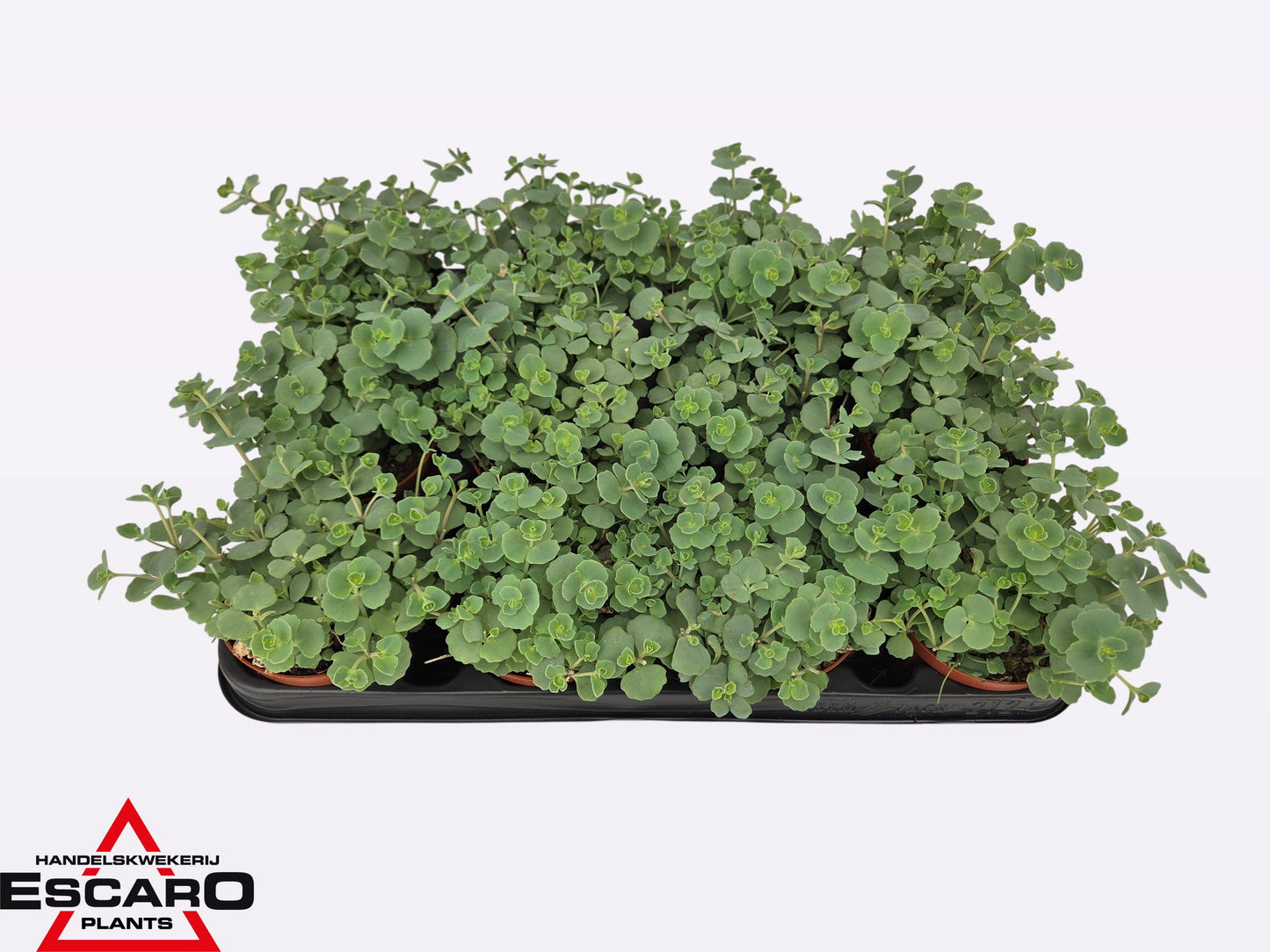 Sedum sieboldii (O) 12cm Special Pot (508)