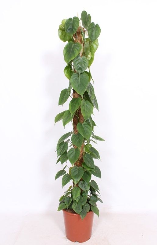Philodendron scandens mosspole 160cm 27cm Pot