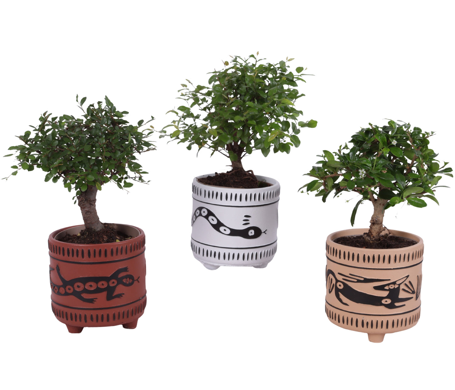 Bonsai mix 30cm 14cm Pot