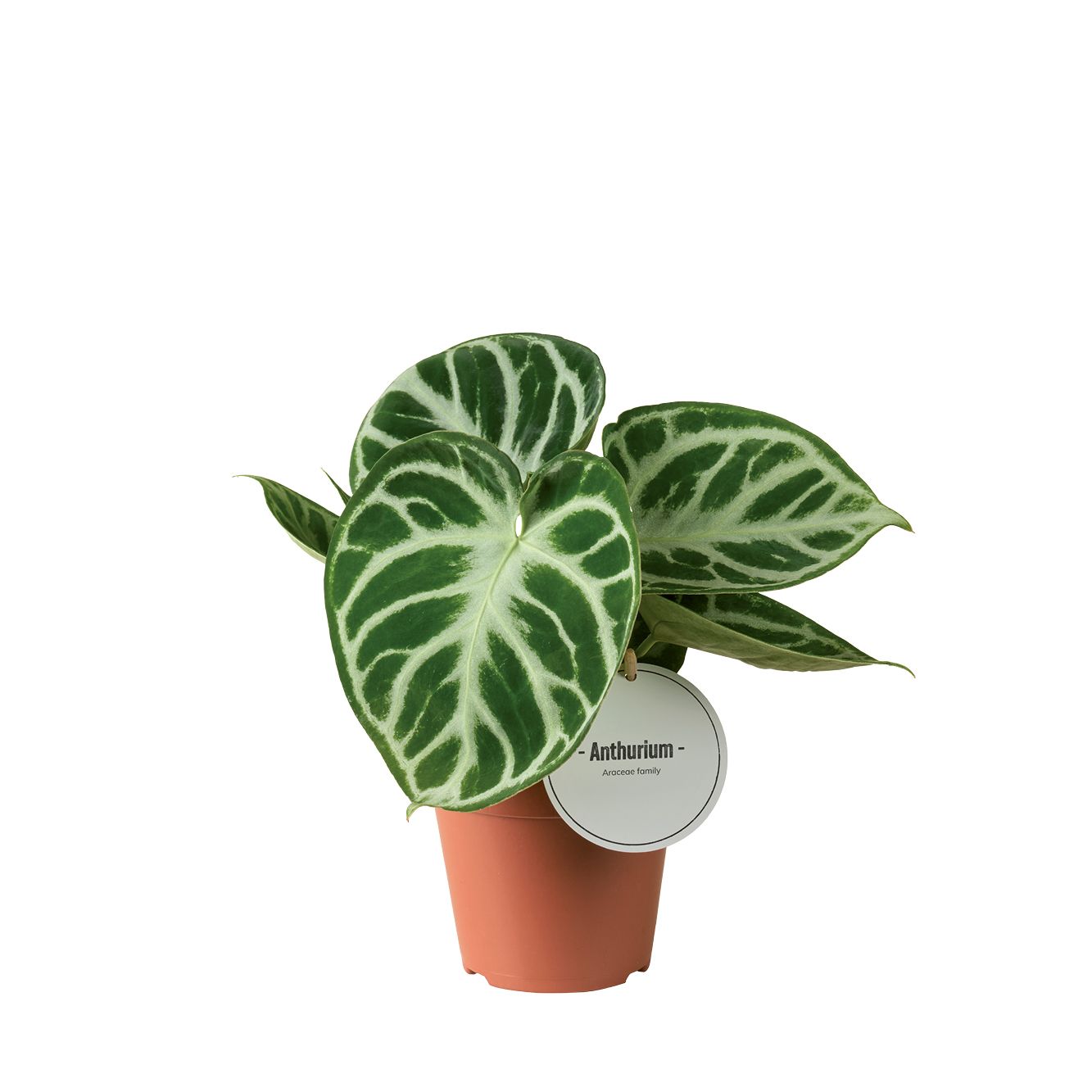 Anthurium andraeanum 25cm 12cm Pot