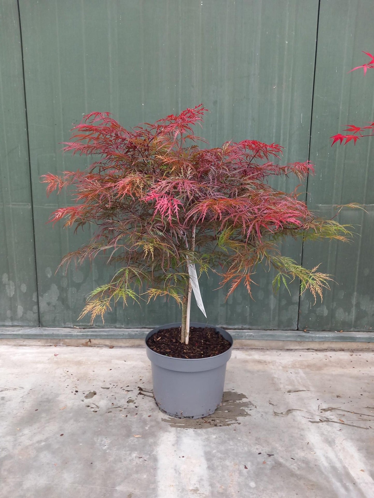 Acer palm. Garnet 90cm 29cm Pot