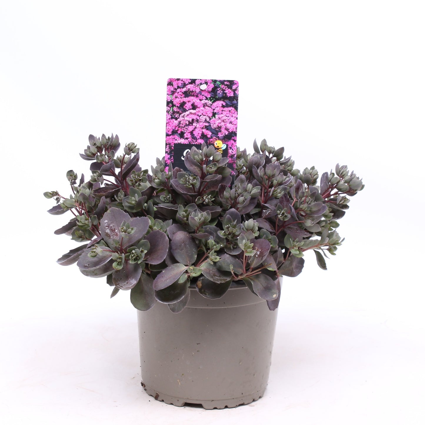 Sedum Sunsparkler Dazzleberry 30cm 19cm Pot