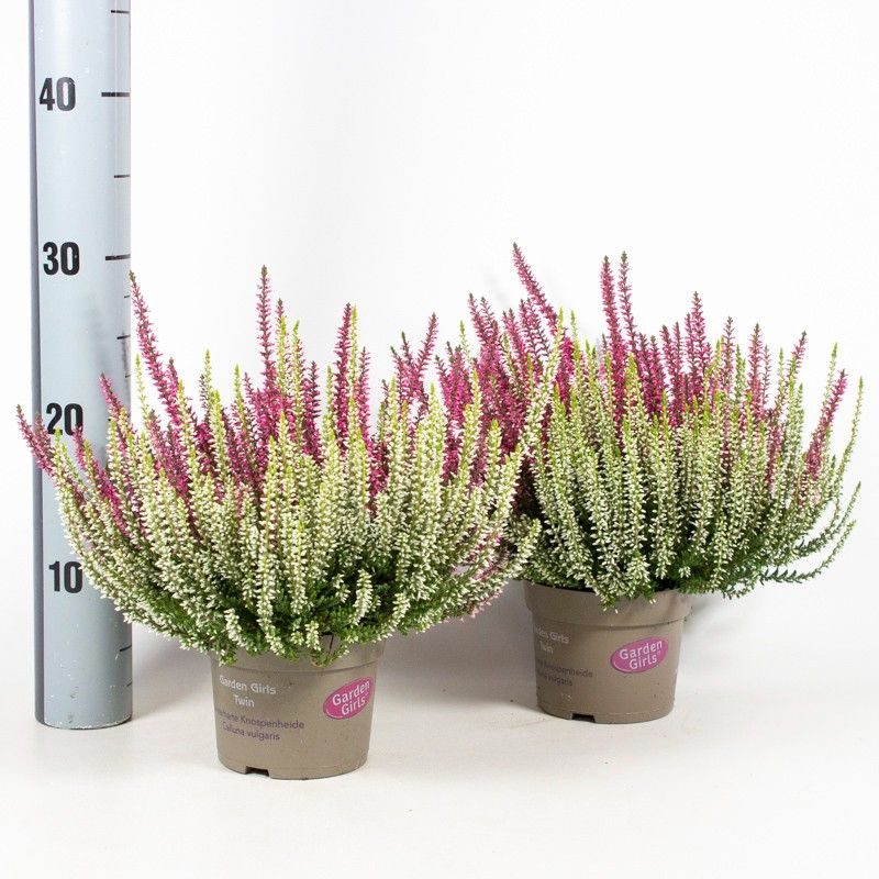 Calluna Garden Girls twin 20cm 12cm Pot