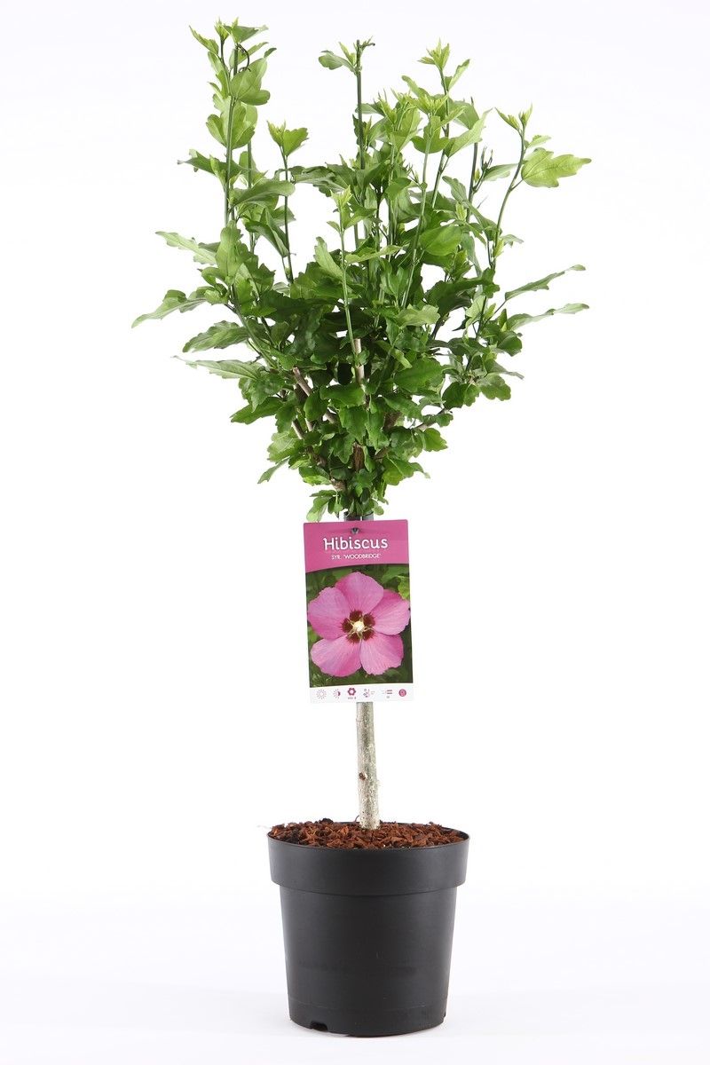 Hibiscus syr. Woodbridge 95cm 19cm Pot