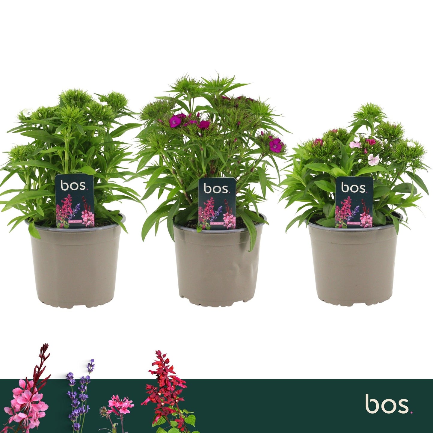 Dianthus Barbarini 30cm 17cm Pot