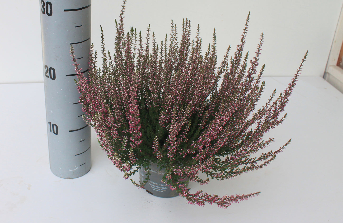Calluna Garden Girls lila 25cm 12cm Pot