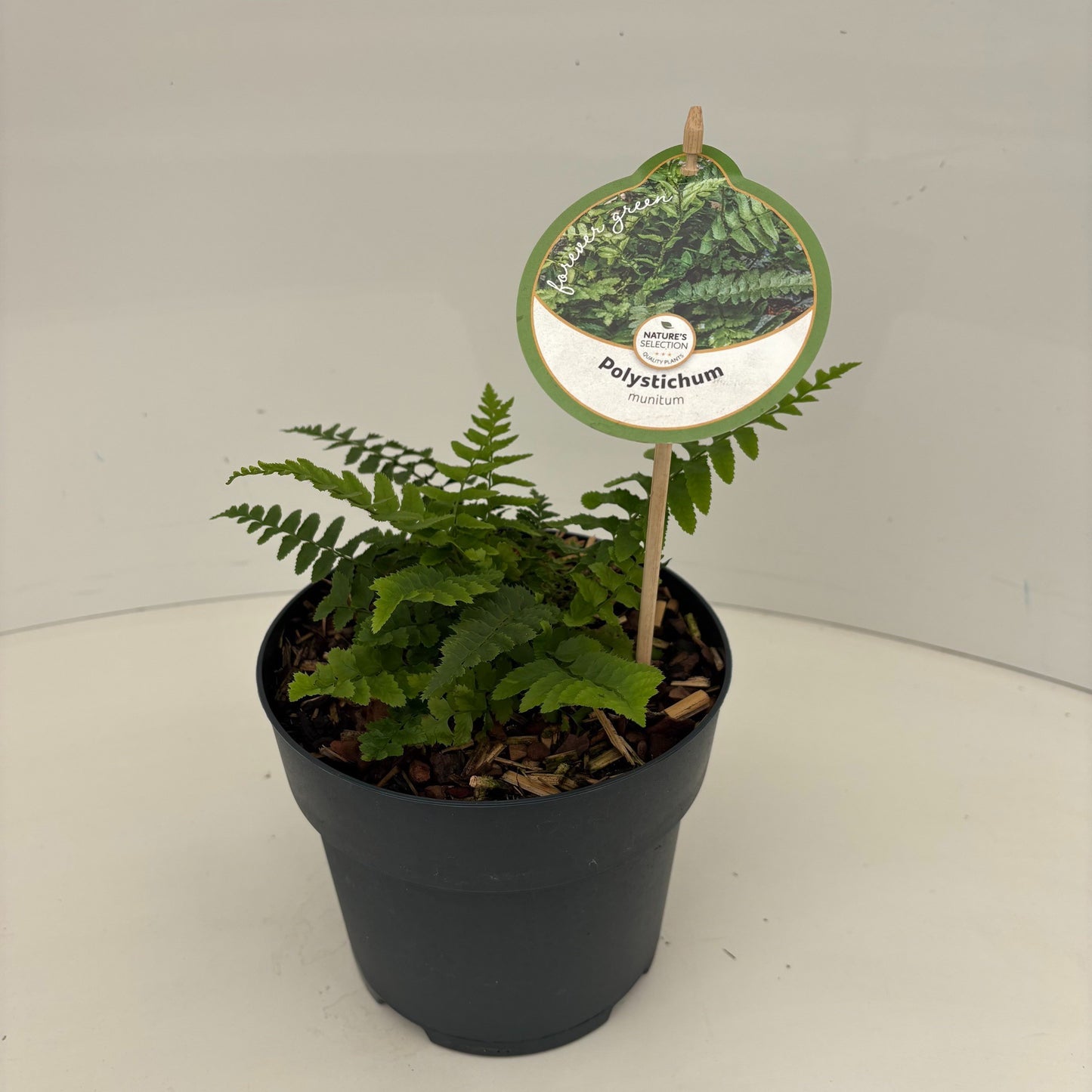 Polystichum munitum 40cm 17cm Pot