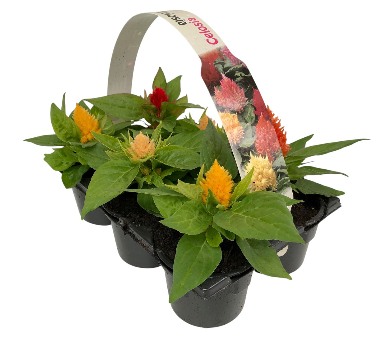 Celosia argentea 15cm 9cm Pot