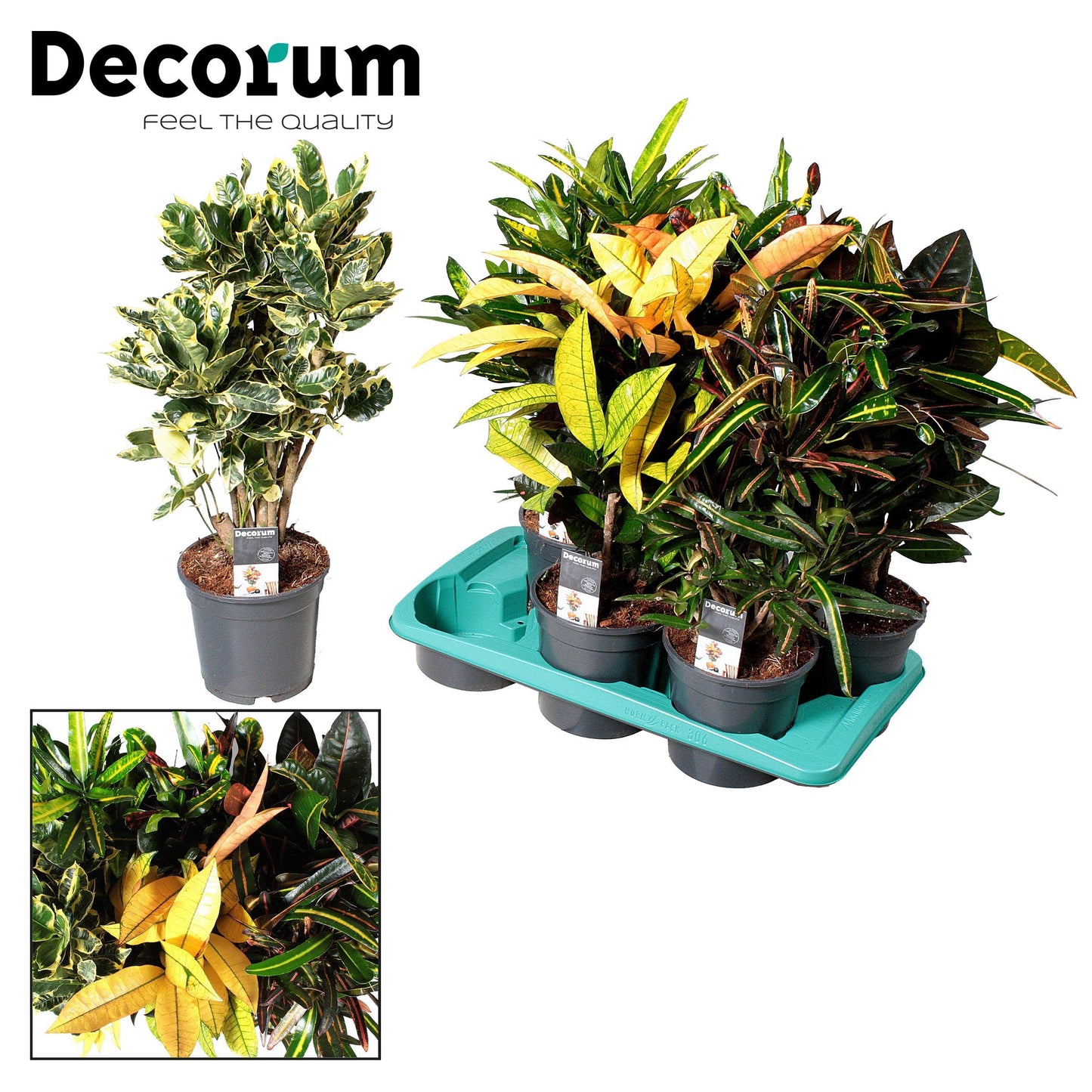 Codiaeum mix 60cm 17cm Pot