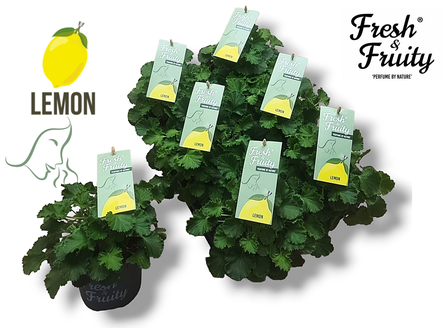 Pel. Fresh&Fruity Lemon Fresh 25cm 12cm Pot