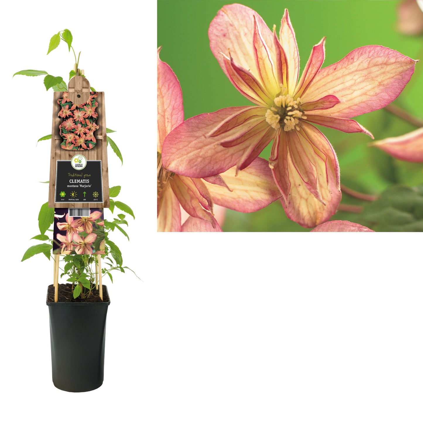 Clematis mon. Marjorie 75cm 17cm Pot